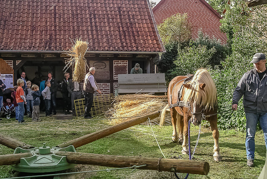 Dreschen mit dem Göpel im Dorfmuseum Langlingen