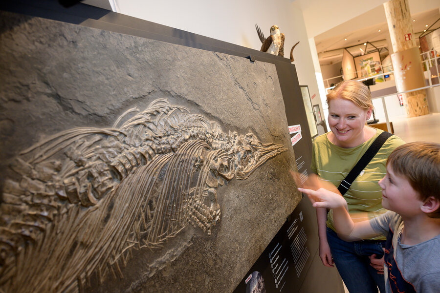 Fossil eines Fischsauriers in der Ausstellung, Foto: Hermann Pentermann Fossil eines Fischsauriers in der Ausstellung im Museum am Schölerberg