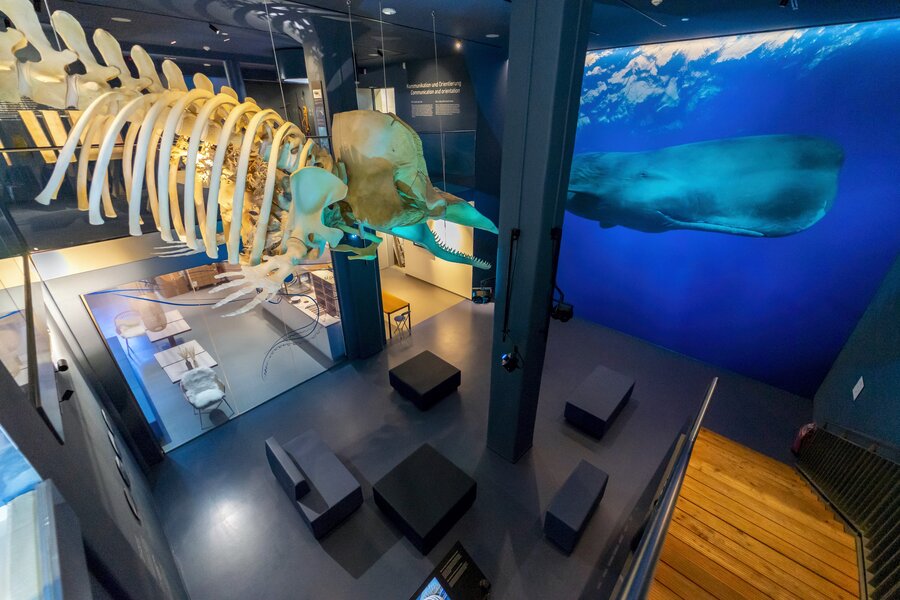 Walausstellung, Foto: René Spielmann Blick in die Walausstellung im Wattenmeer Besucherzentrum