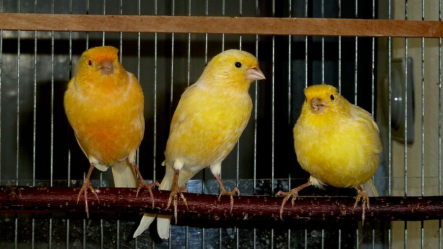 Gelbe Kanarienvögel