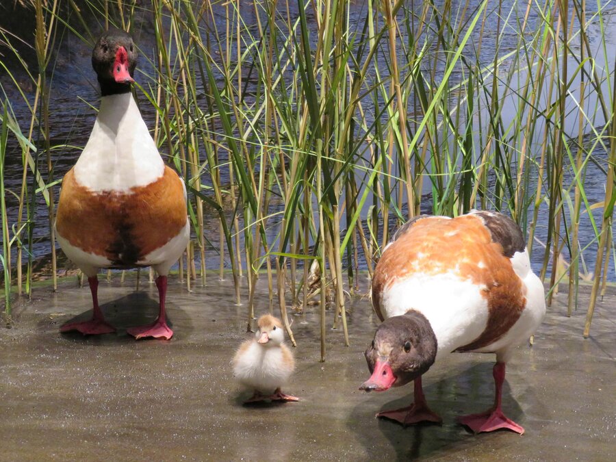 Brandgänse in Salzwiese, Foto: Wattenmeer Besucherzentrum Brandgänse in Salzwiese
