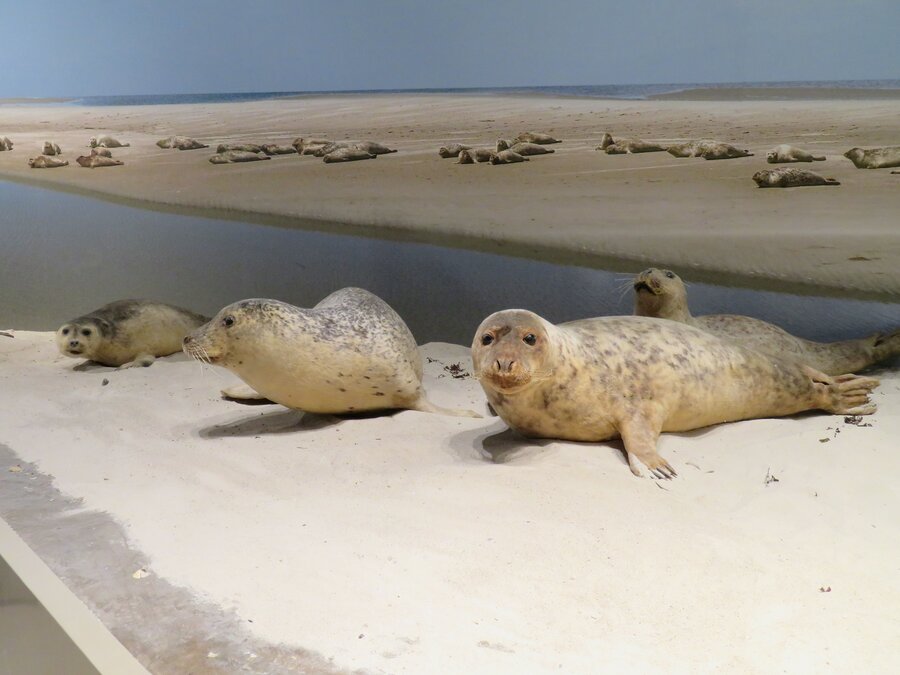 Seehunde und Robben, Foto: Wattenmeer Besucherzentrum Seehunde und Robben