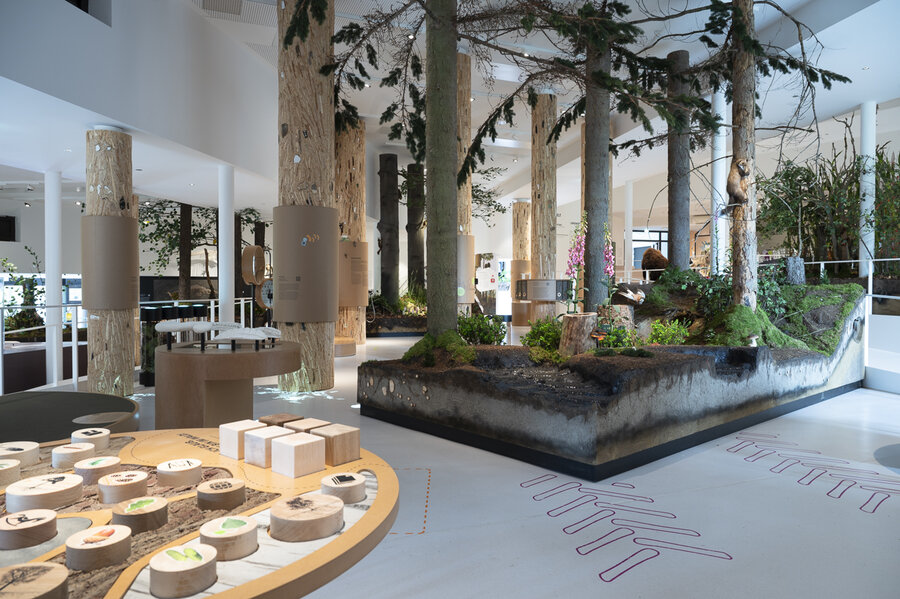 Blick in den Ausstellungsbreich Wald, Foto: Angela von Brill Blick in den Ausstellungsbreich Wald im Museum am Schölerberg