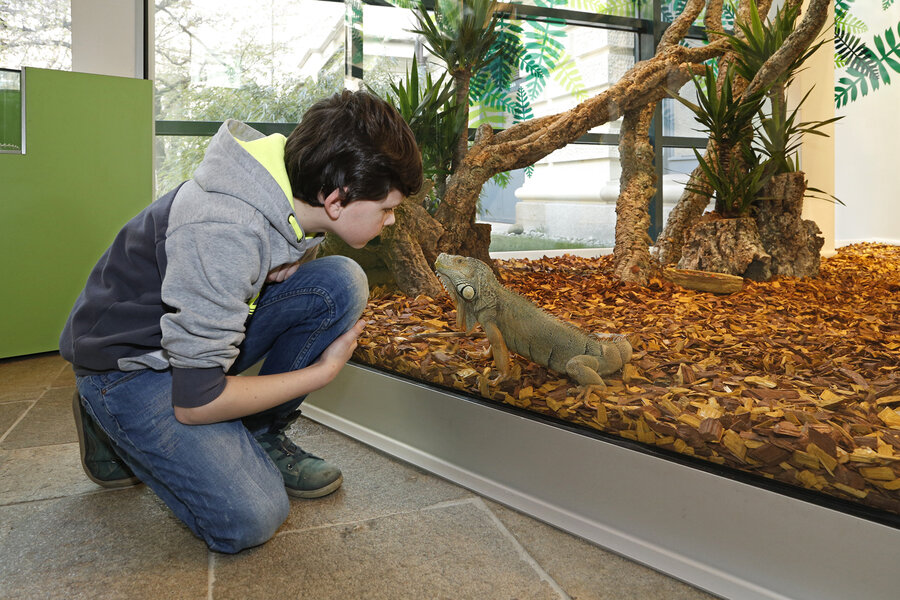 Grüner Leguan in den LandWelten, Foto: Landesmuseum Hannover Grüner Leguan in den LandWelten im Landesmuseum Hannover